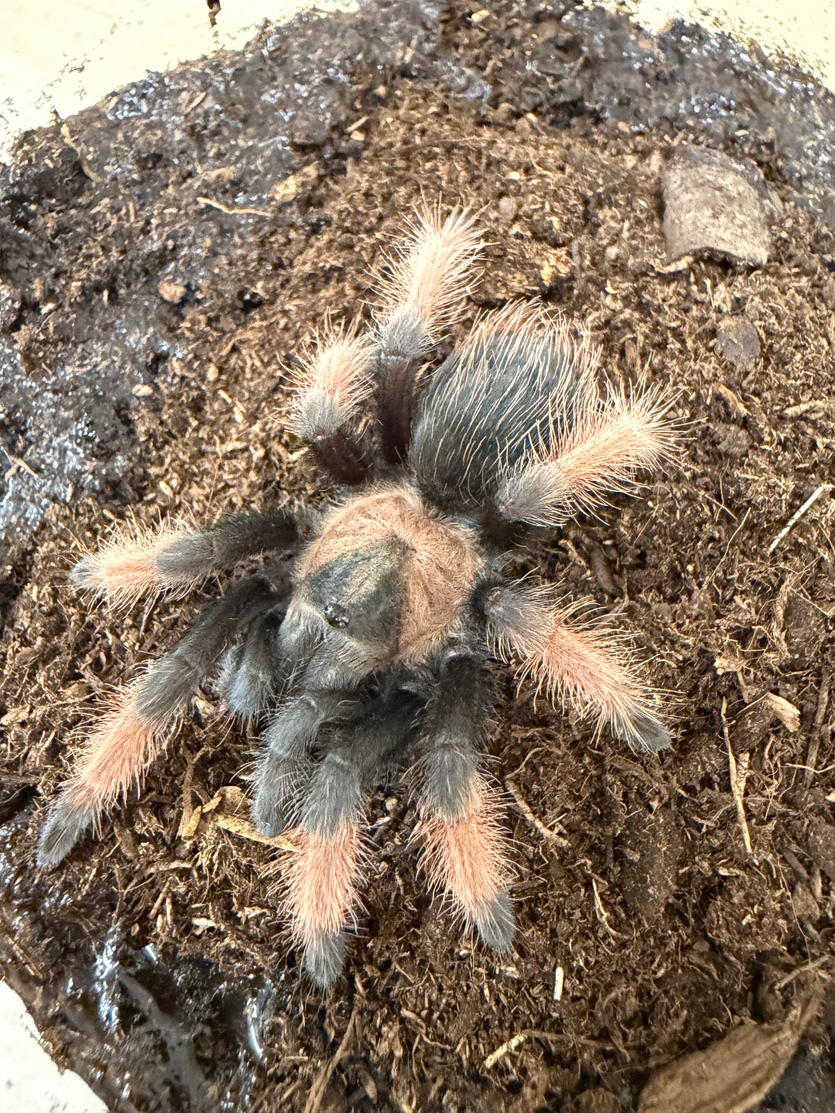 Brachypelma emilia 6-7 cm (Mexican red leg) Female