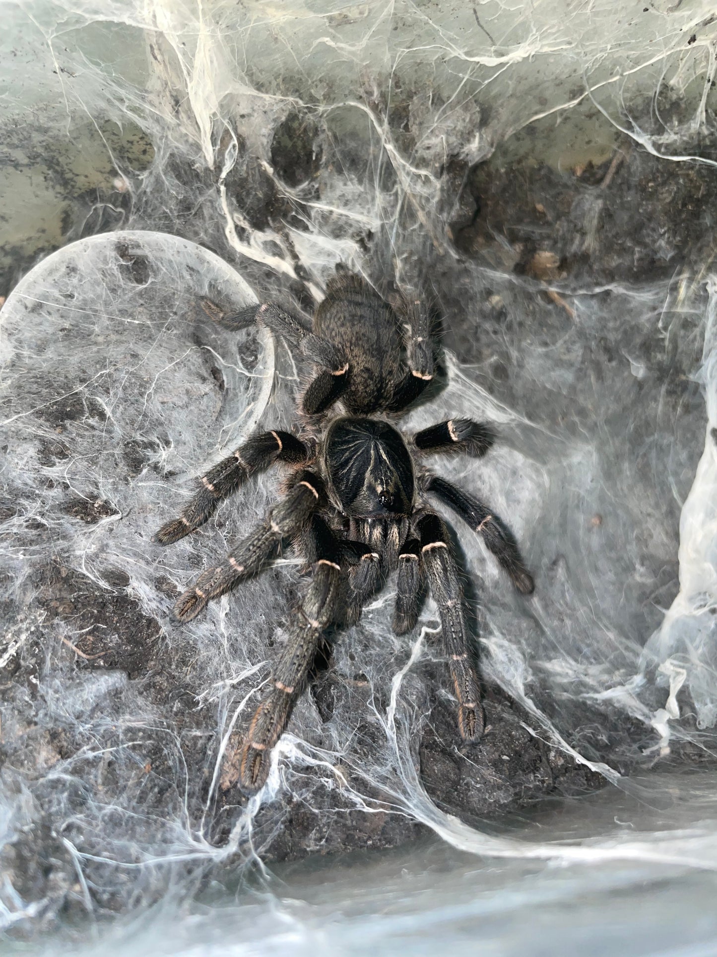 Pterinochilus chordatus 1-2 cm (Killimanjaro Mustard Baboon)