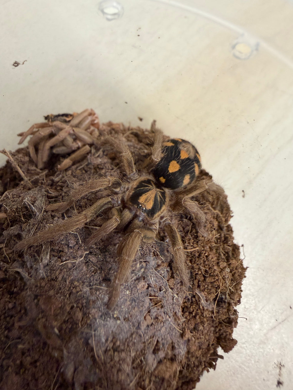 Hapalopus sp. “Colombia / Small” 0.5 cm (Dwarf pumpkin patch)