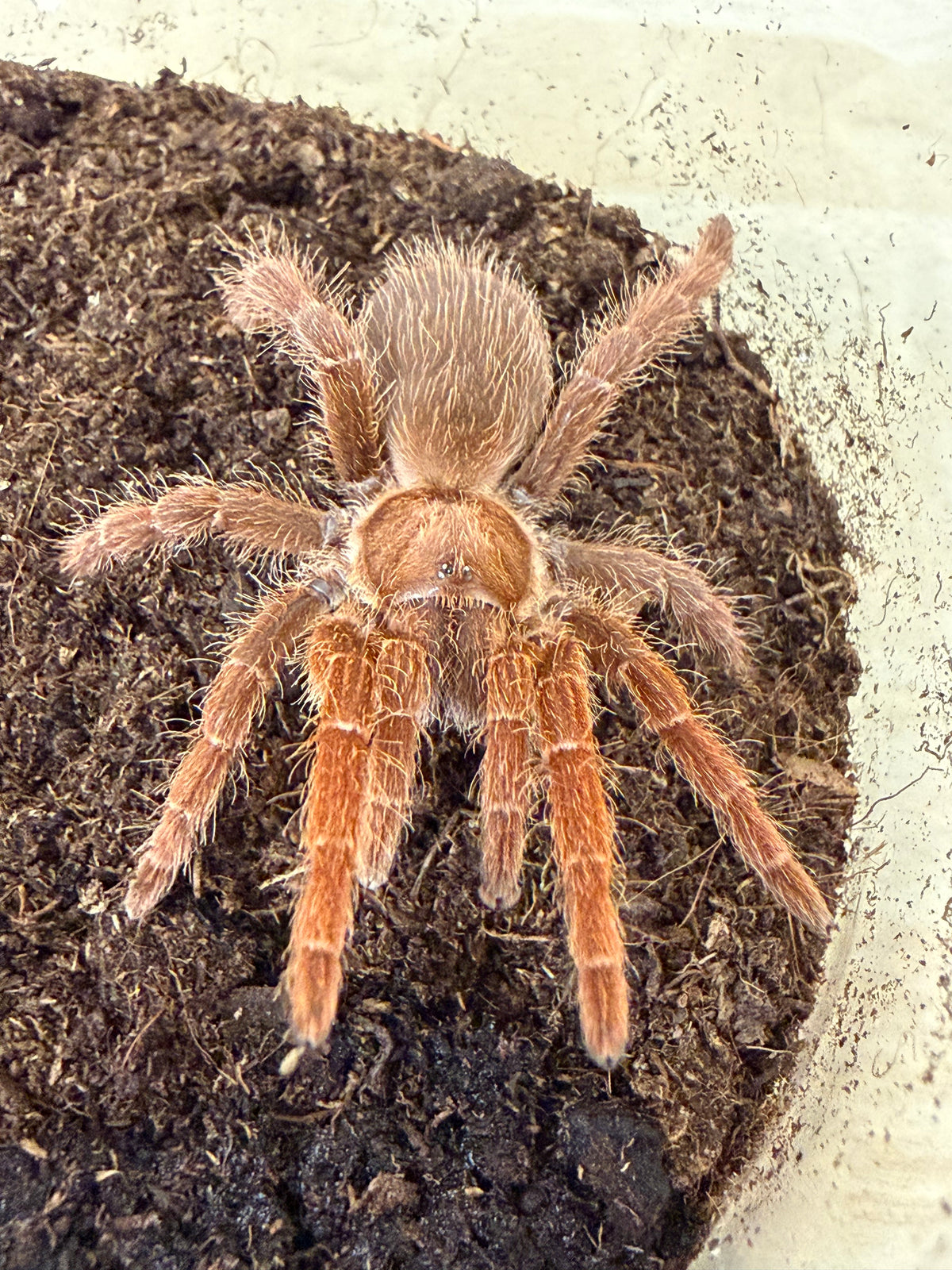 Pelinobius muticus 6-7 cm (King Baboon) Female