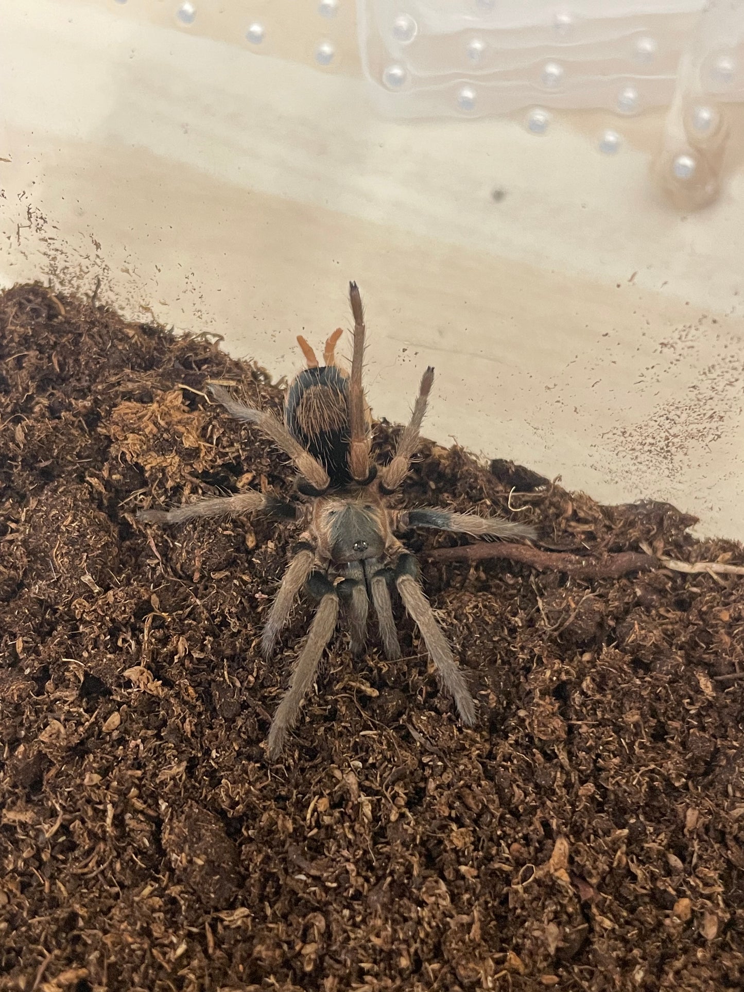Cardiopelma sp. “Oaxaca” (Dwarf Bicolour) Adult Female