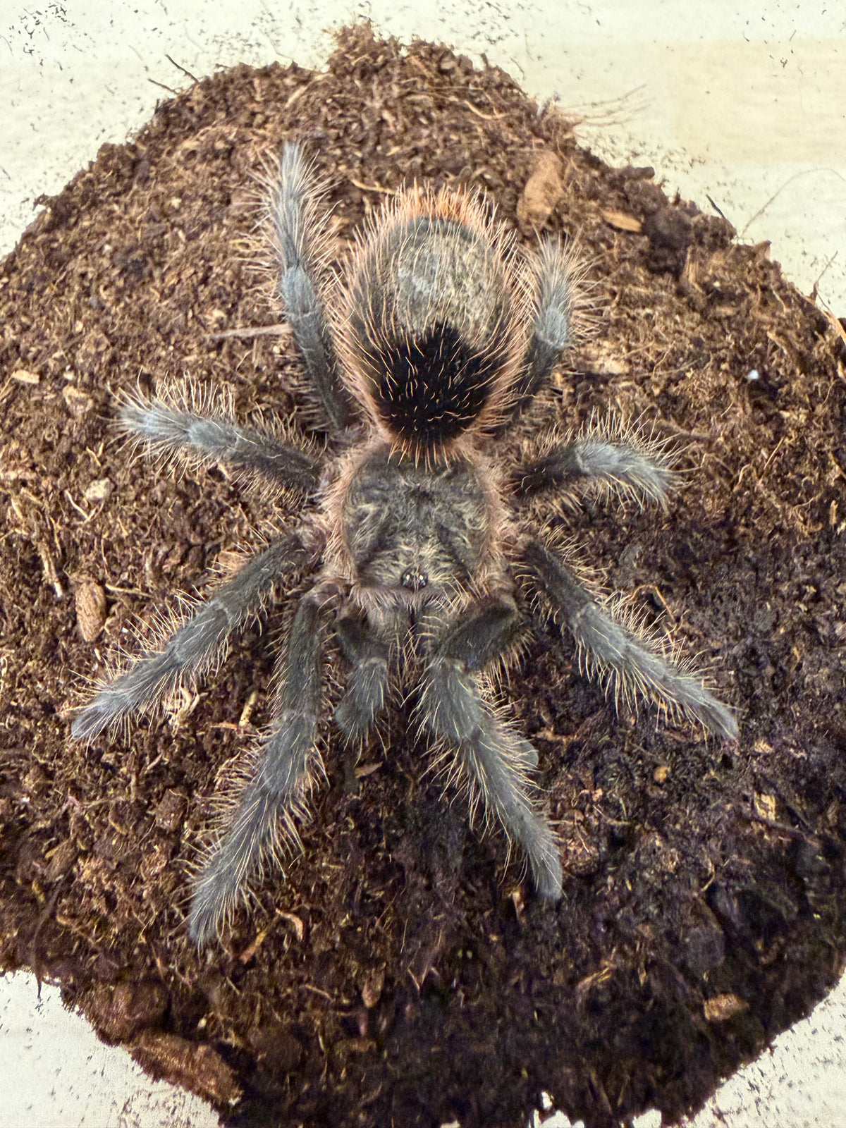 Grammostola grossa 7-8 cm (Pamphas Silver) Sexed Pairs