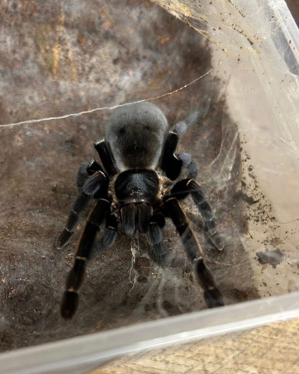 Ornithoctonus sp. “Ranong Blue” 1-2 cm (Ranong Blue Earth Tiger)