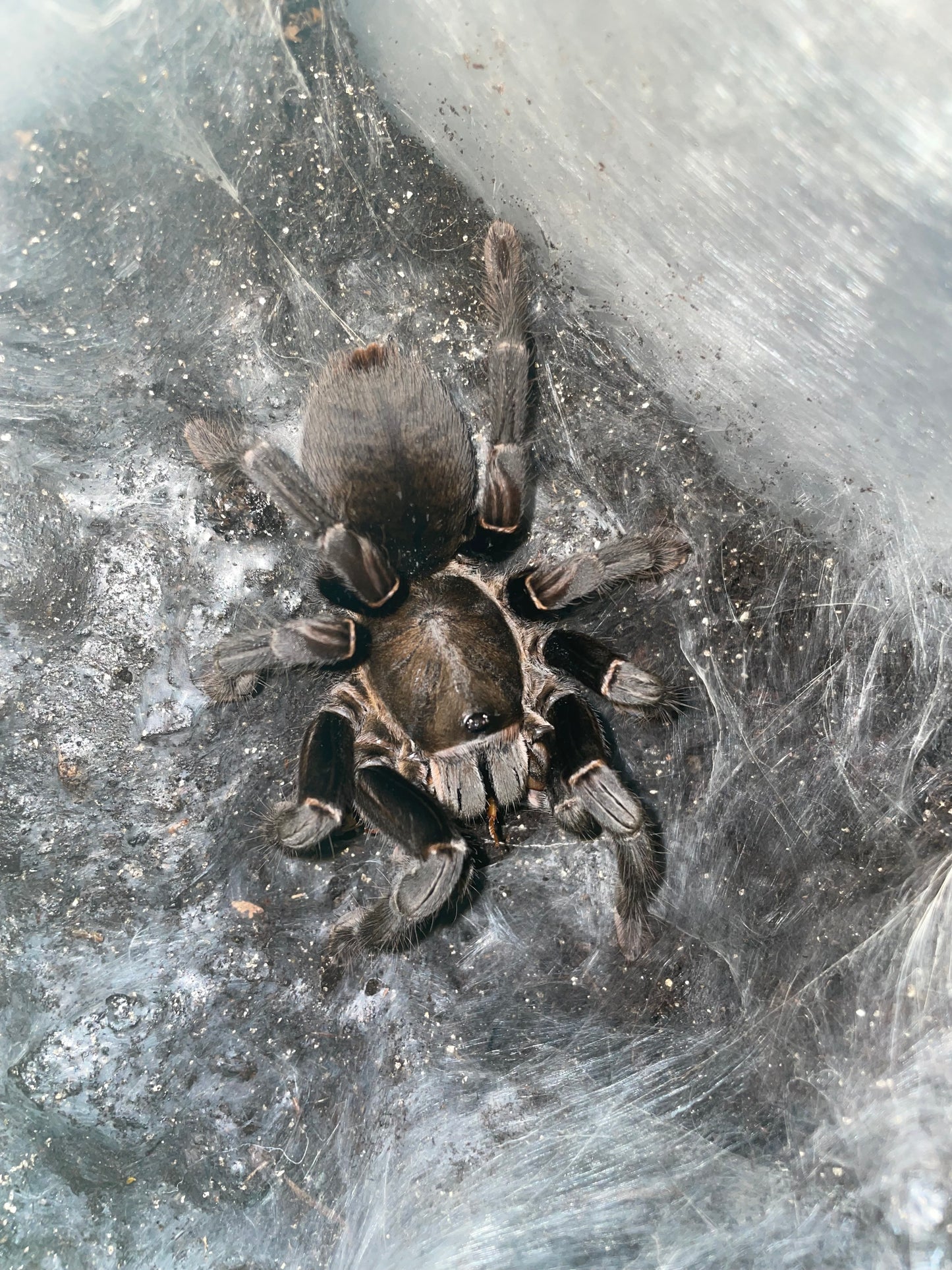 Cyriopagopus minax “Big black” 1-2 cm (Big Black Earth Tiger)