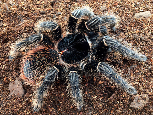Lasiodora klugi 1-2 cm (Bahia Scarlet Birdeater)