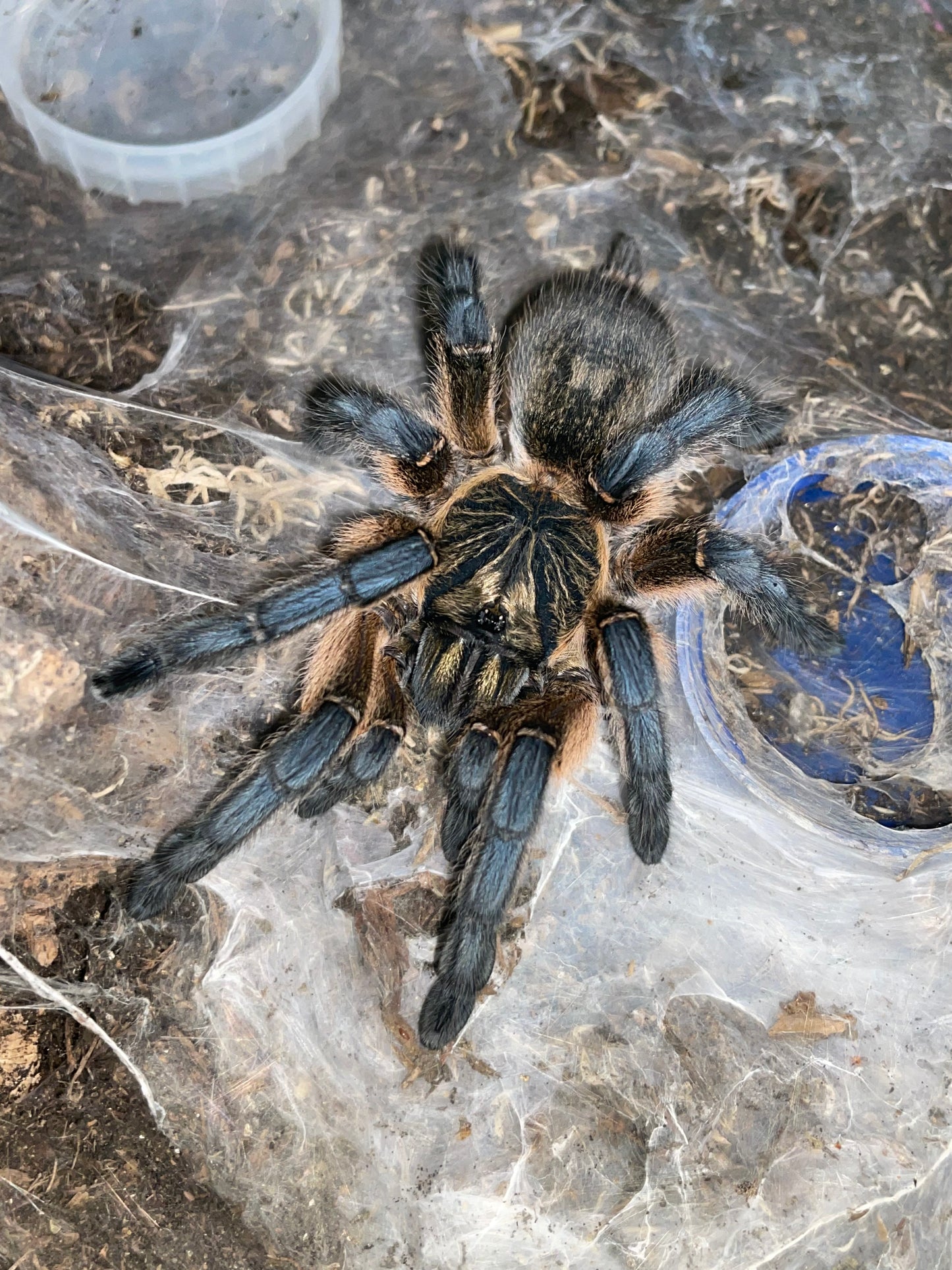 Harpactira pulchripes 1-2 cm (Golden Blue Leg Baboon)