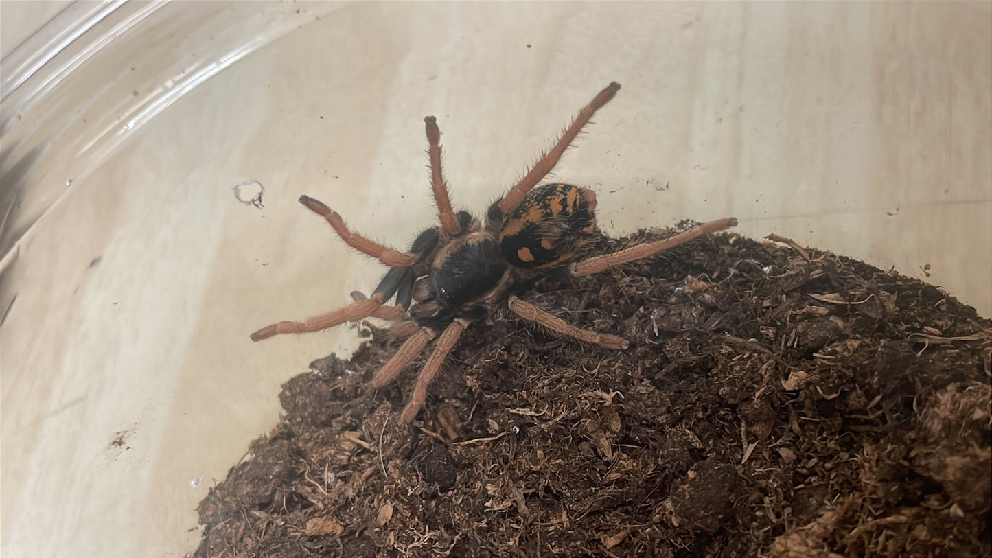 Hapalopus sp. “Guerilla” Pair (Fire red pumpkin)