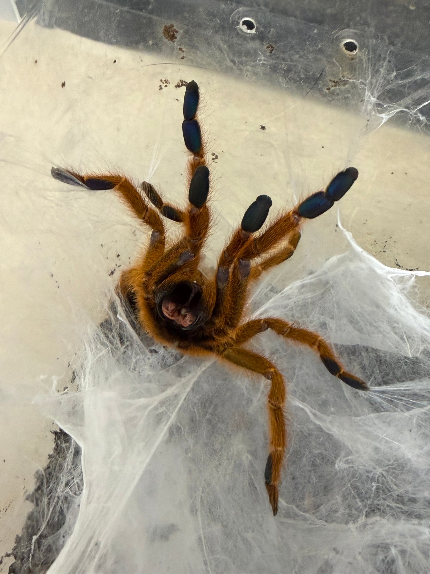 Pterinochilus murinus (RCF) 1-2 cm (Orange Baboon Tarantula OBT)