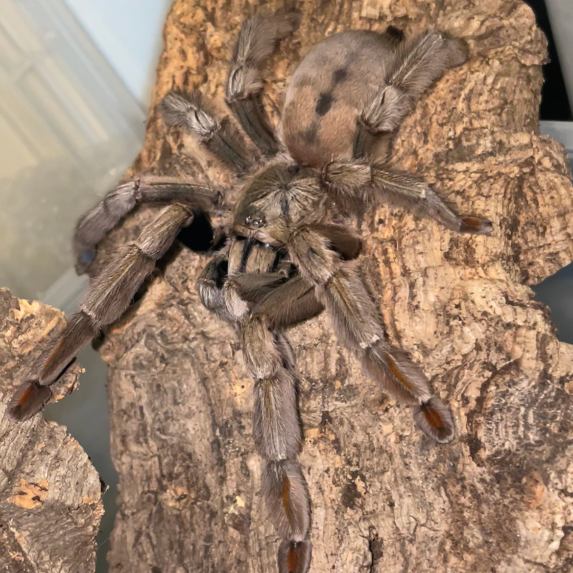 Psalmopoeus Cambridgei 7-8 cm (Trinidad Chevron)