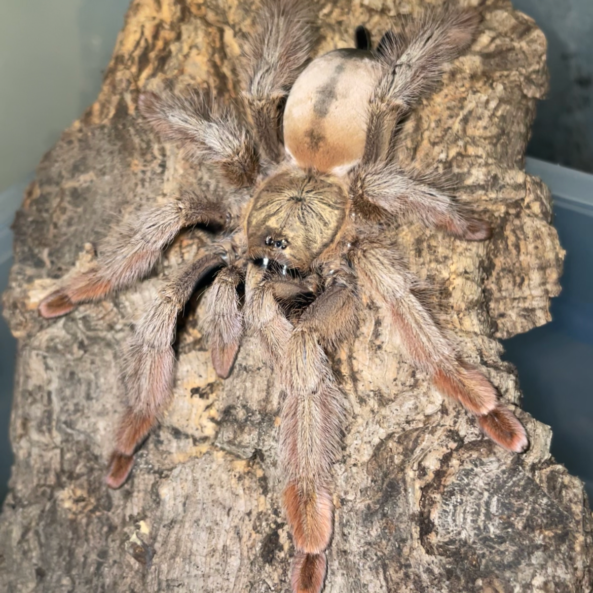 Psalmopoeus pulcher 7-9 cm (Panama Blonde)