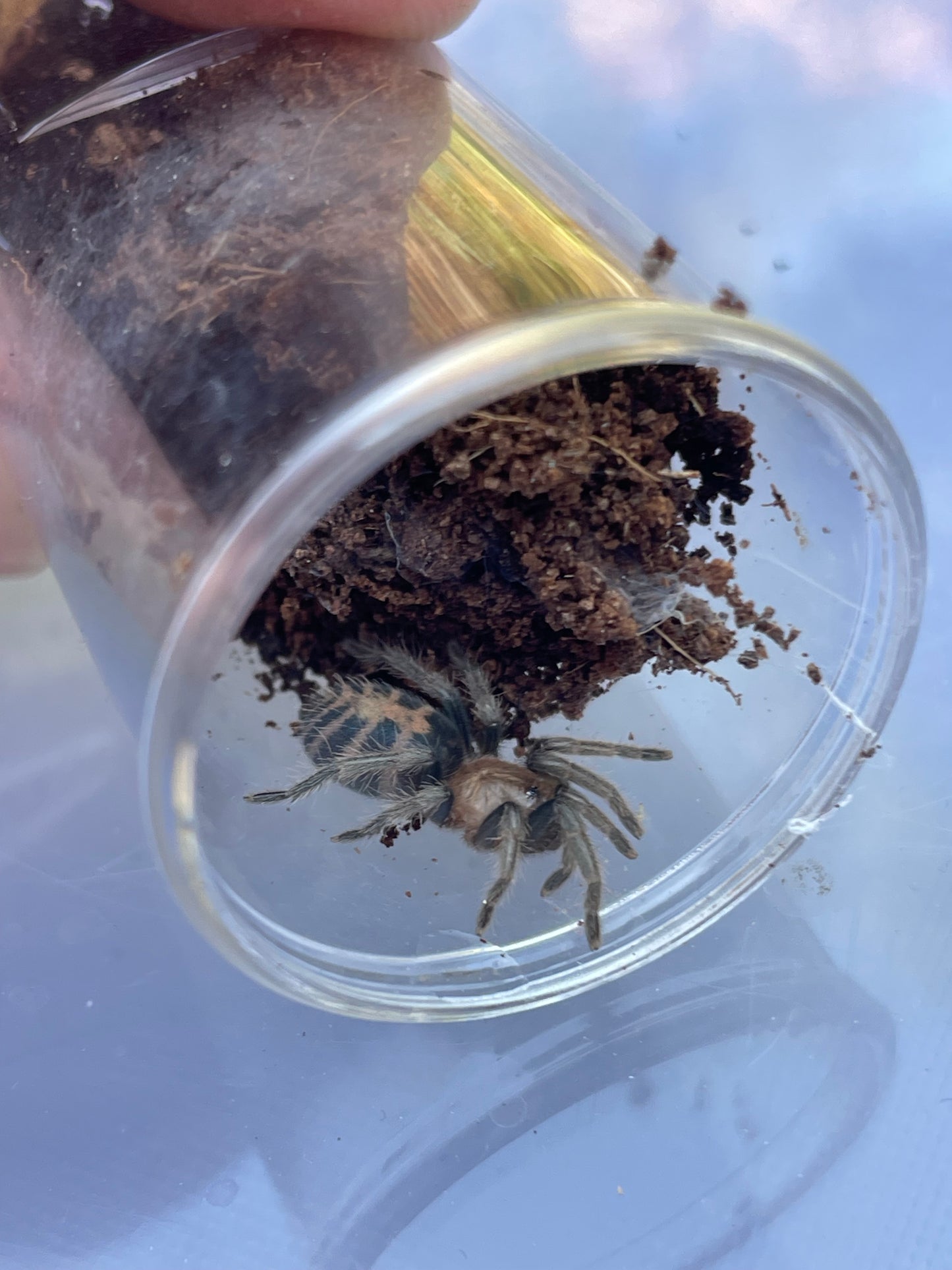 Davus Pentaloris 1-2 cm (Mexican Tiger Rump)