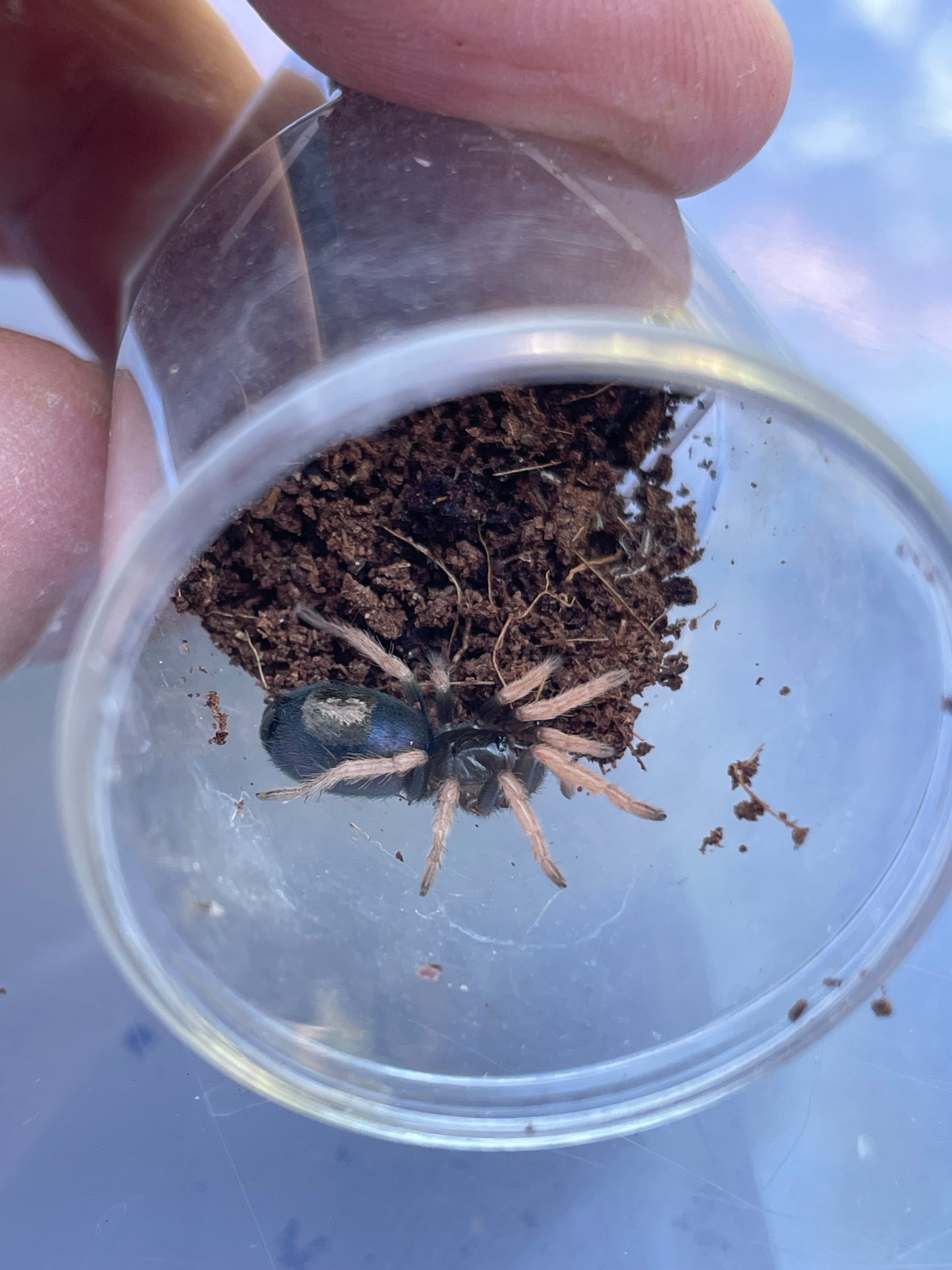 Kochiana brunnipes 2-3 cm (Pygmy Fire Leg)
