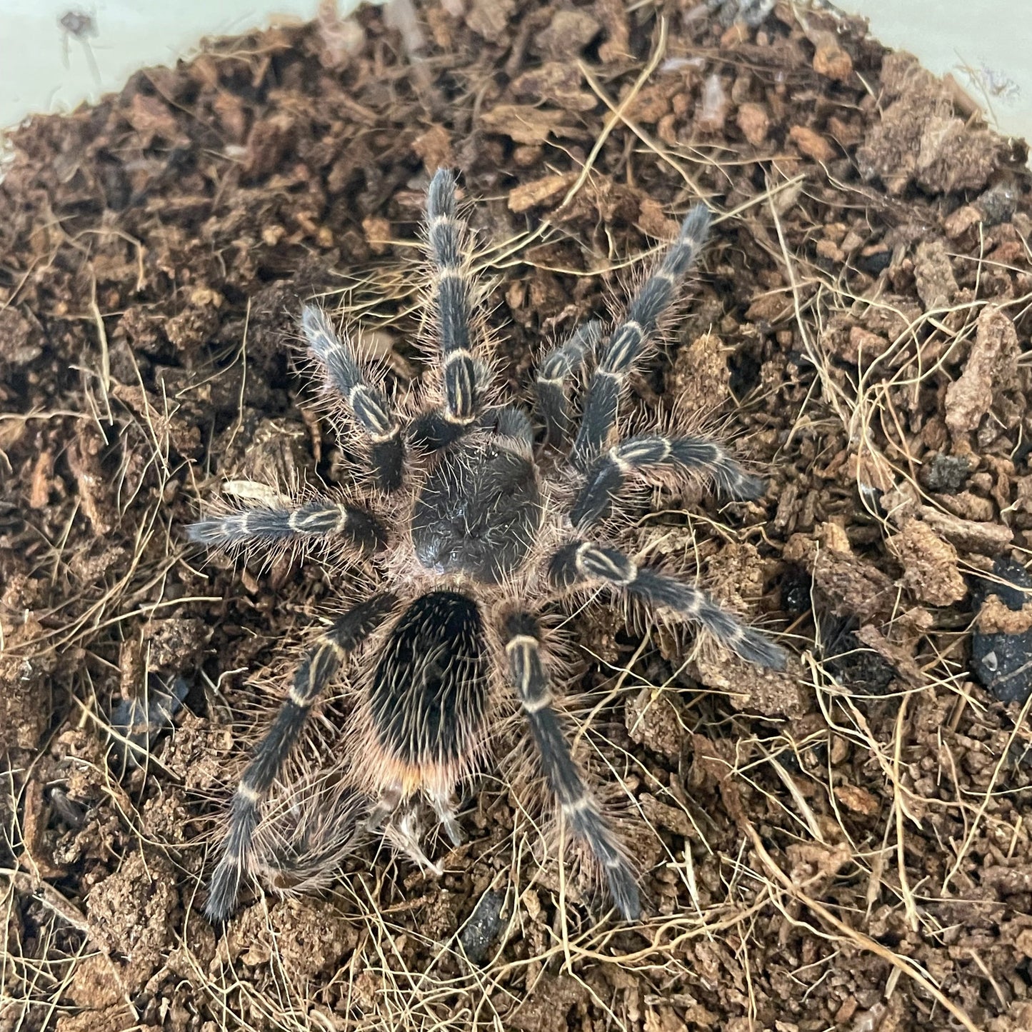 Grammostola pulchripes 4-5 cm (Chaco Golden Knee)