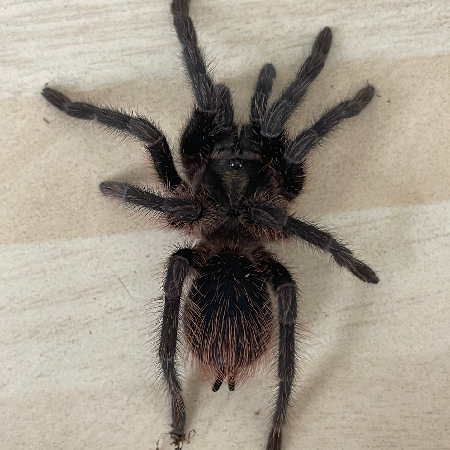 Phormictopus auratus 6-8 cm (Cuban Gold)