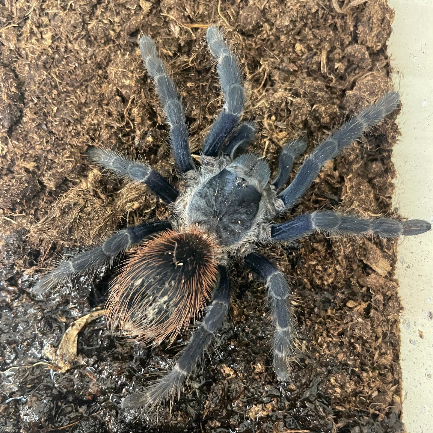 Lasiocyano sazmai 1-2 cm (Sazima's Tarantula)