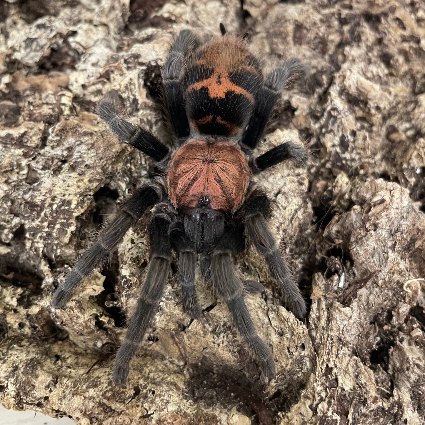 Davus Pentaloris 1-2 cm (Mexican Tiger Rump)