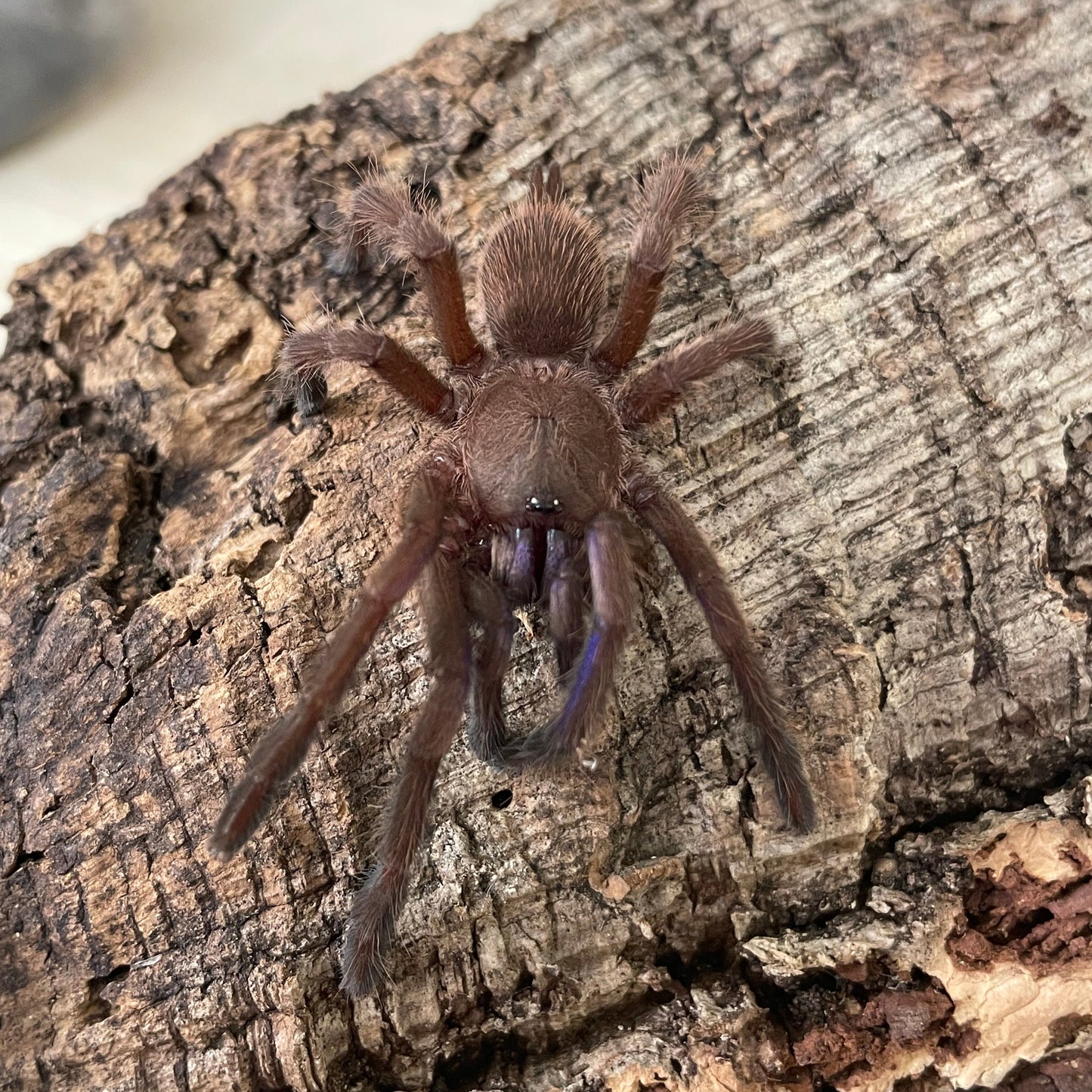 Chilobrachys Natanicharum Female 7-8 cm (Electric Blue Earthtiger)