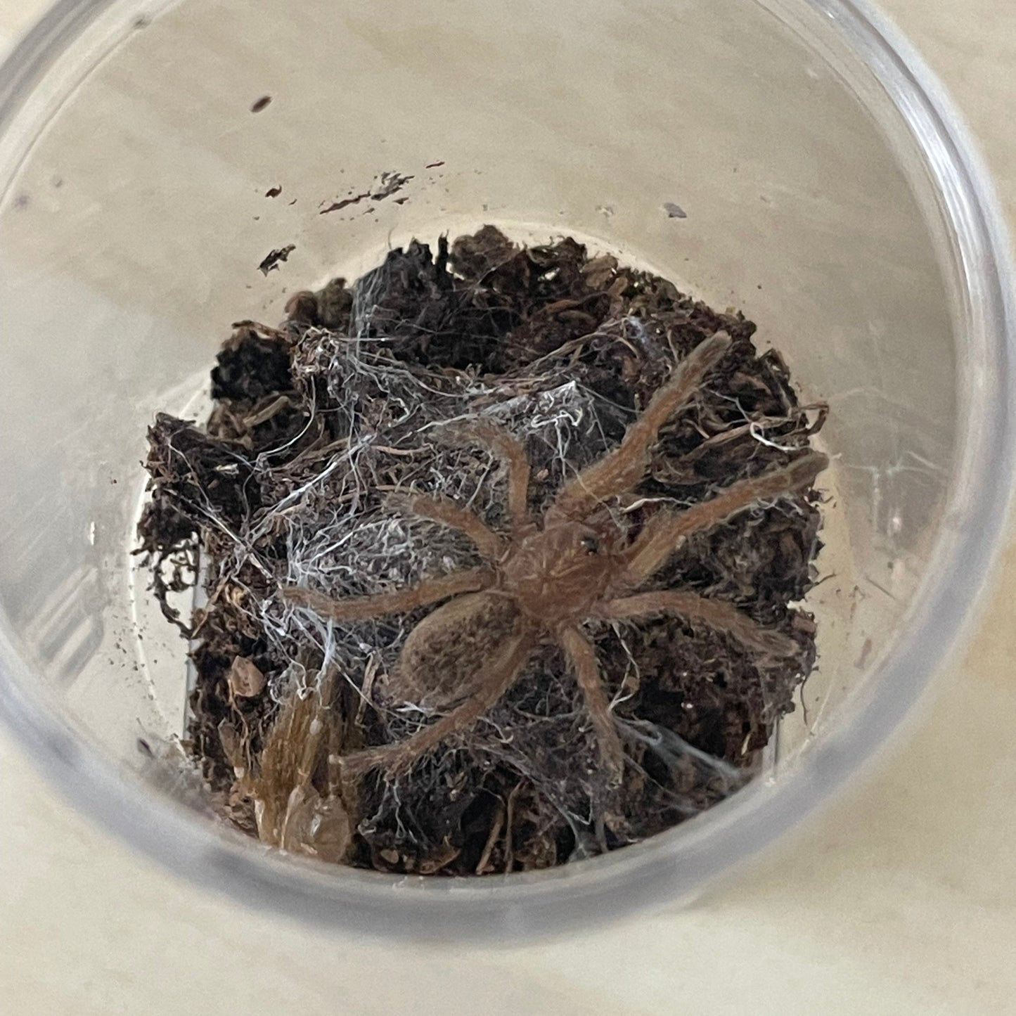 Pterinochilus lugardi 2-3 cm (Fort Hall Baboon)