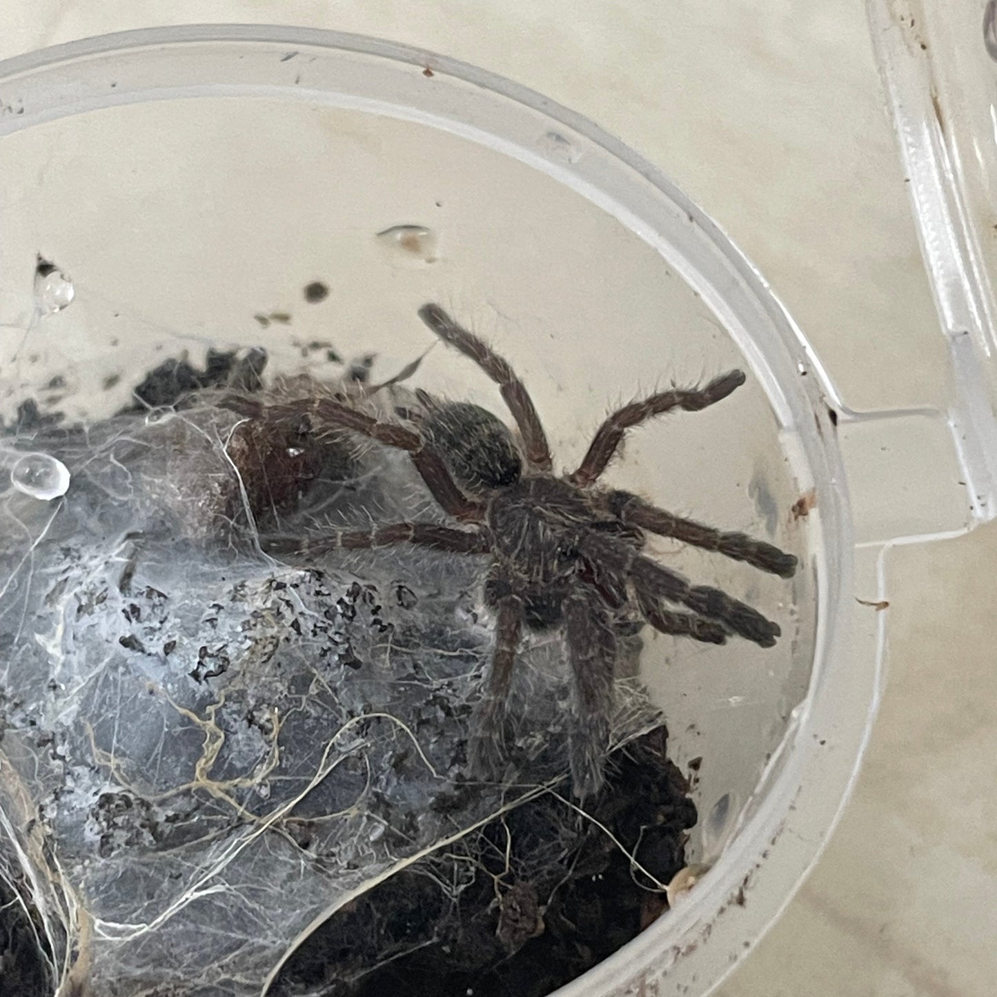 Pterinochilus sp. “Arusha” 2-3 cm (Arusha Starburst Baboon)