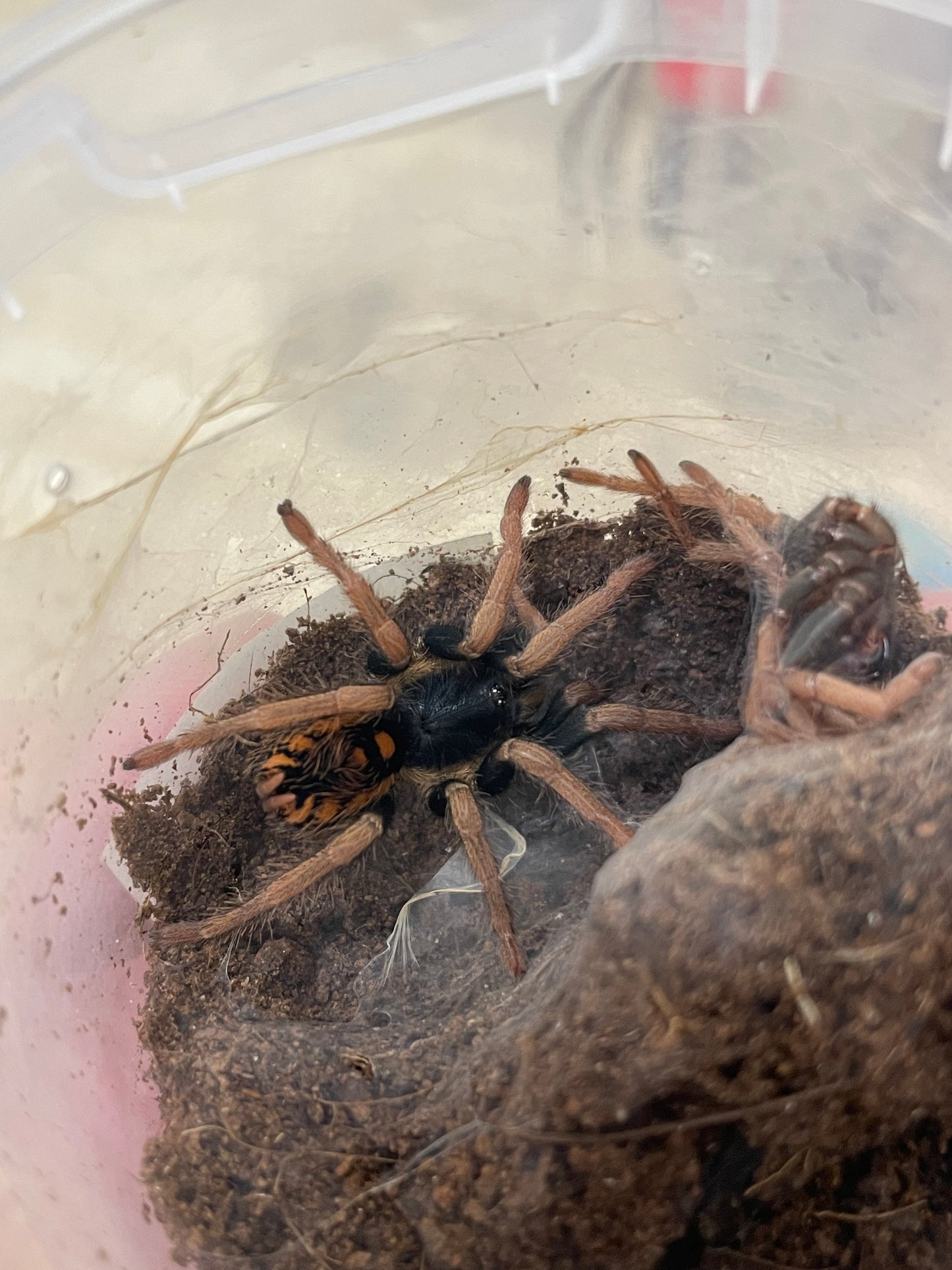 Hapalopus sp. “Guerilla” 1 cm (Fire red pumpkin)