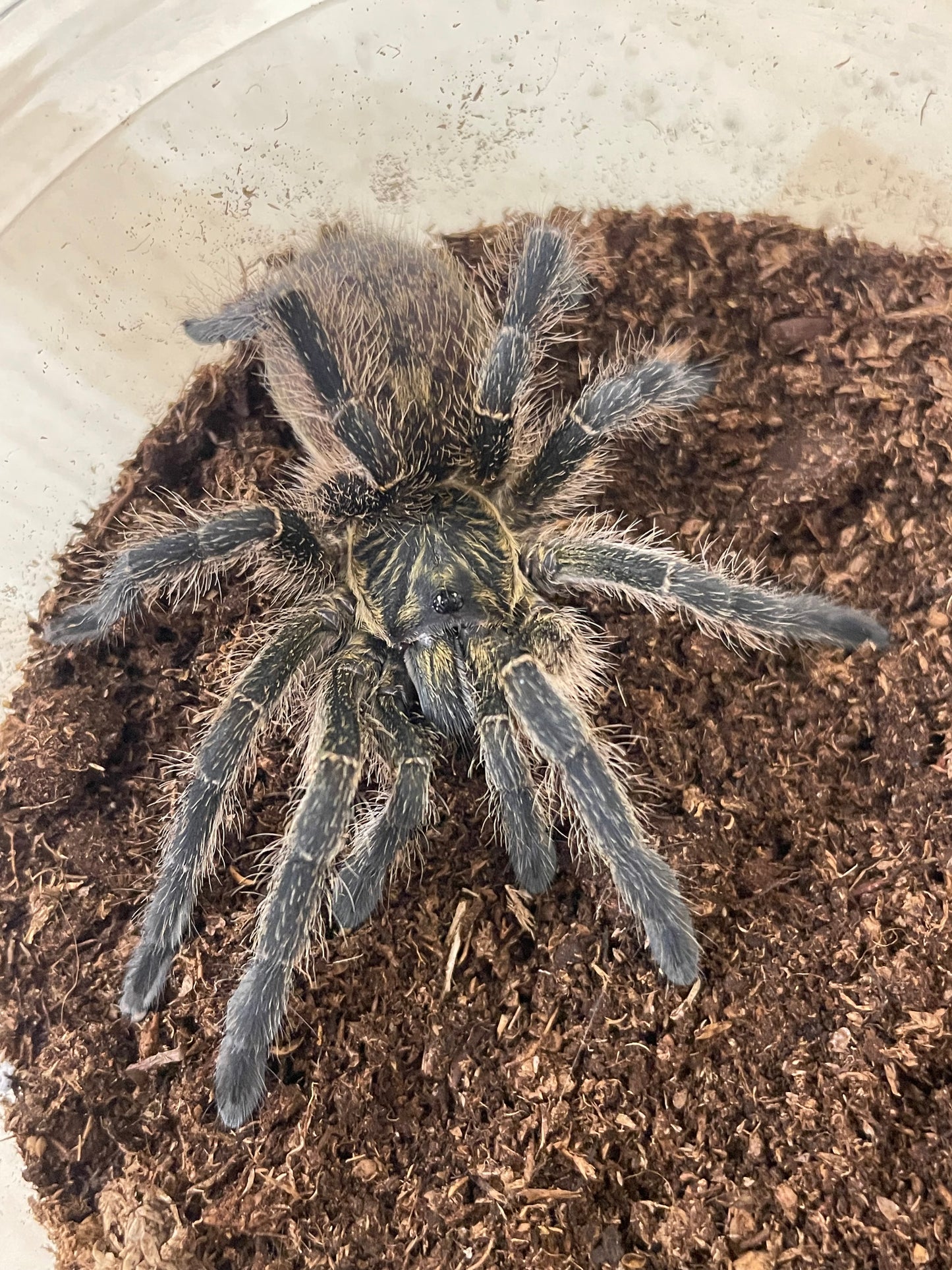 Harpactira baviana (Parcells Baboon) Pair