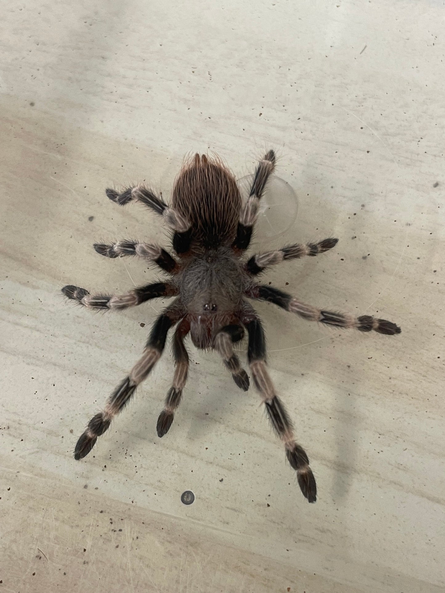 Vitalius chromatus 4-5 cm (White Striped Birdeater)