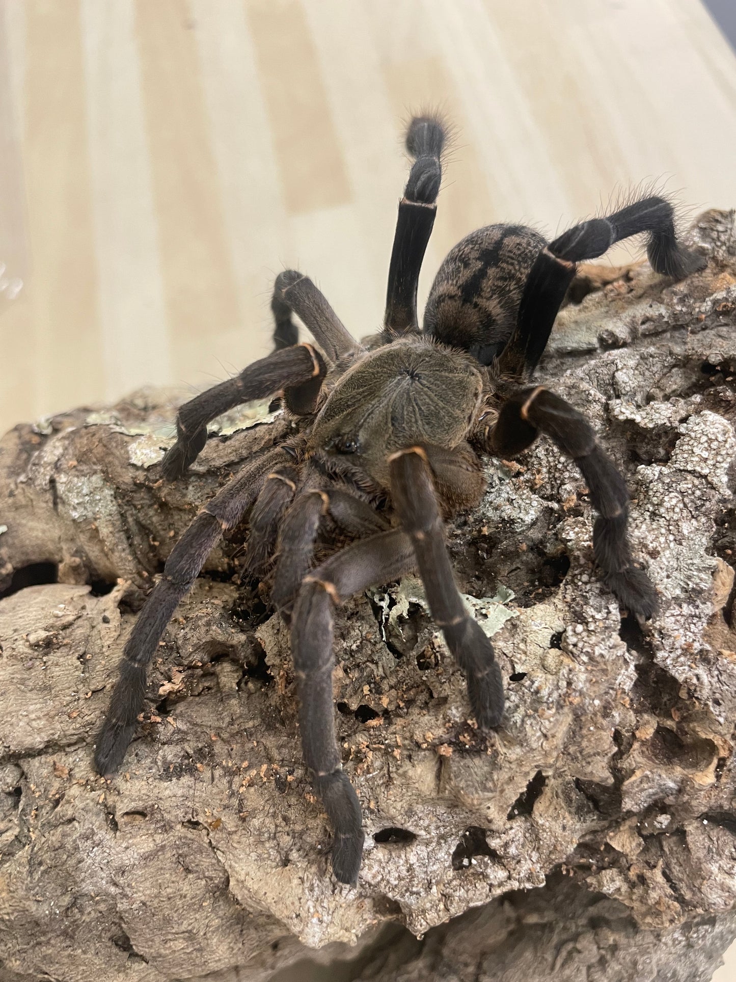 Cyriopagopoeus vonwirthi (Asian Chevron)