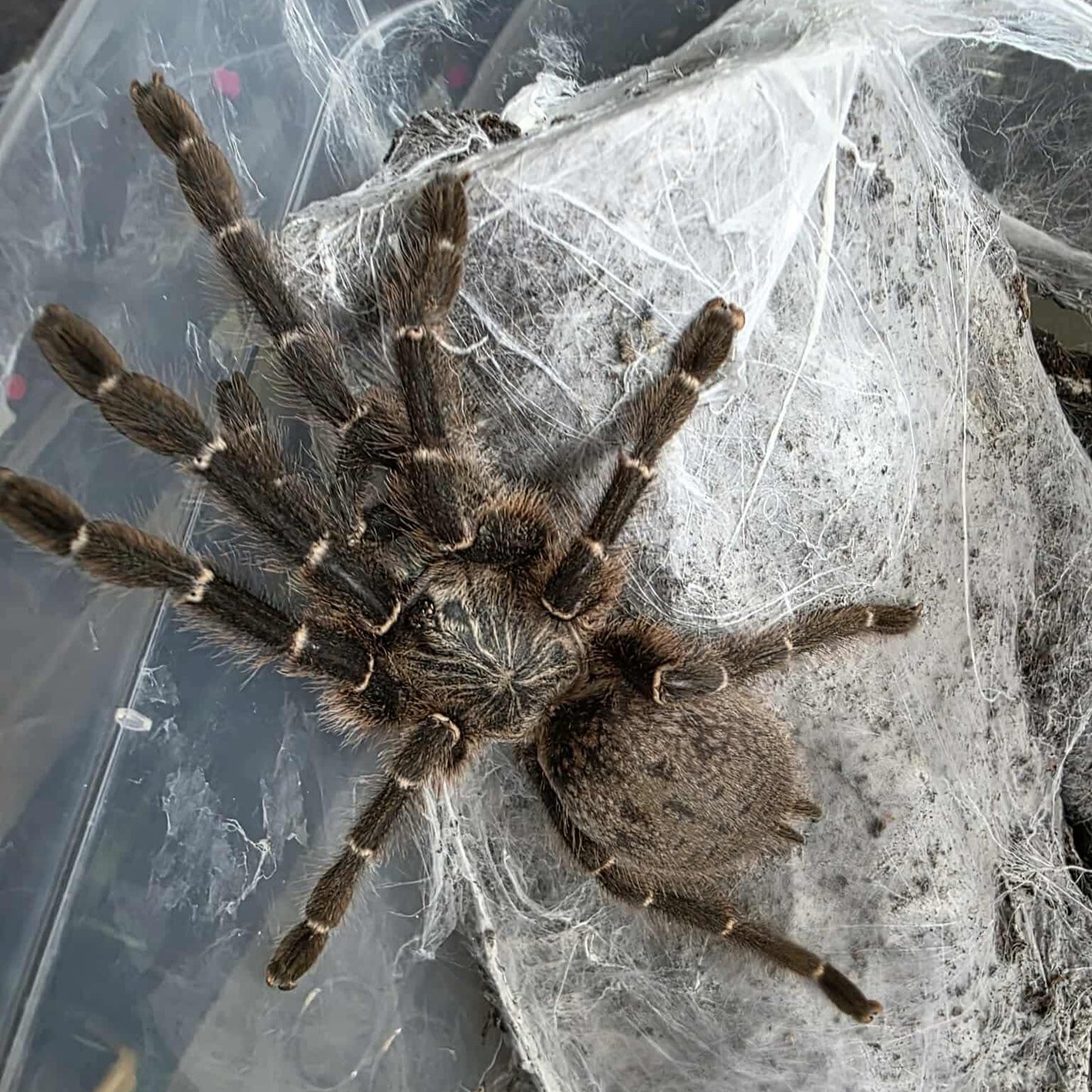 Pterinochilus murinus (DCF) 1-2 cm (Zimbabwe Starburst)