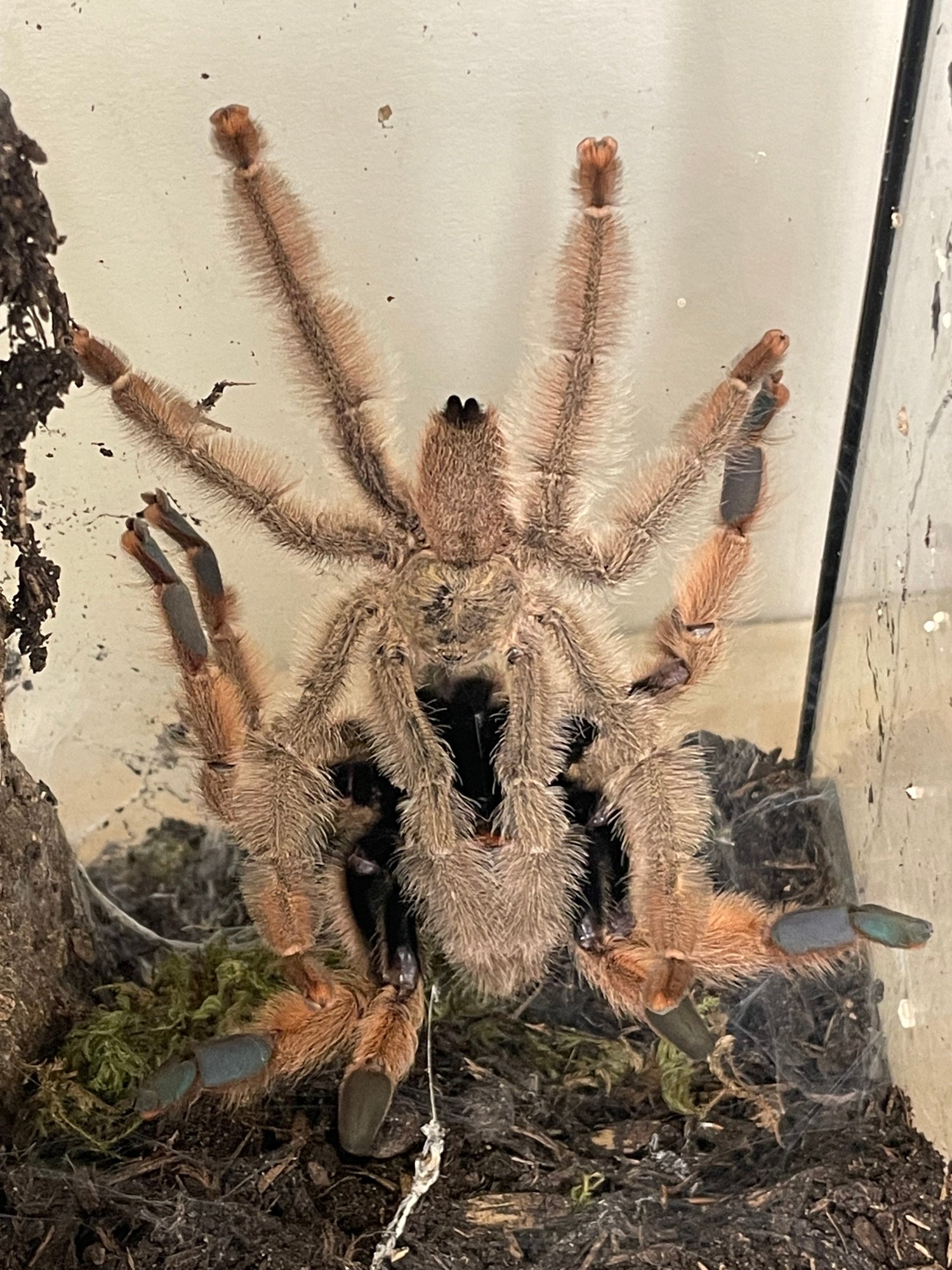 Males