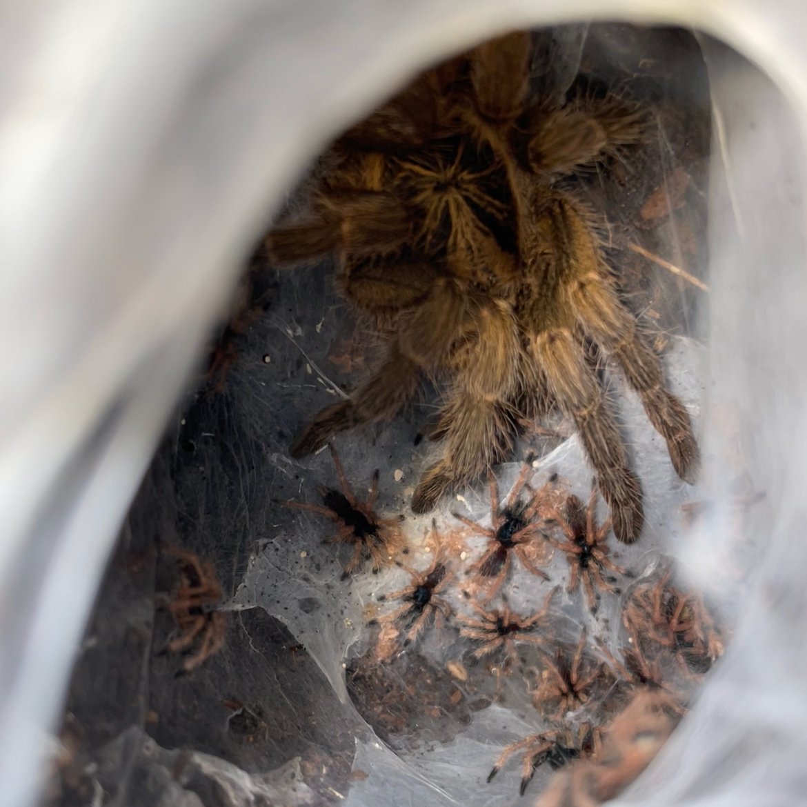 Spiderlings