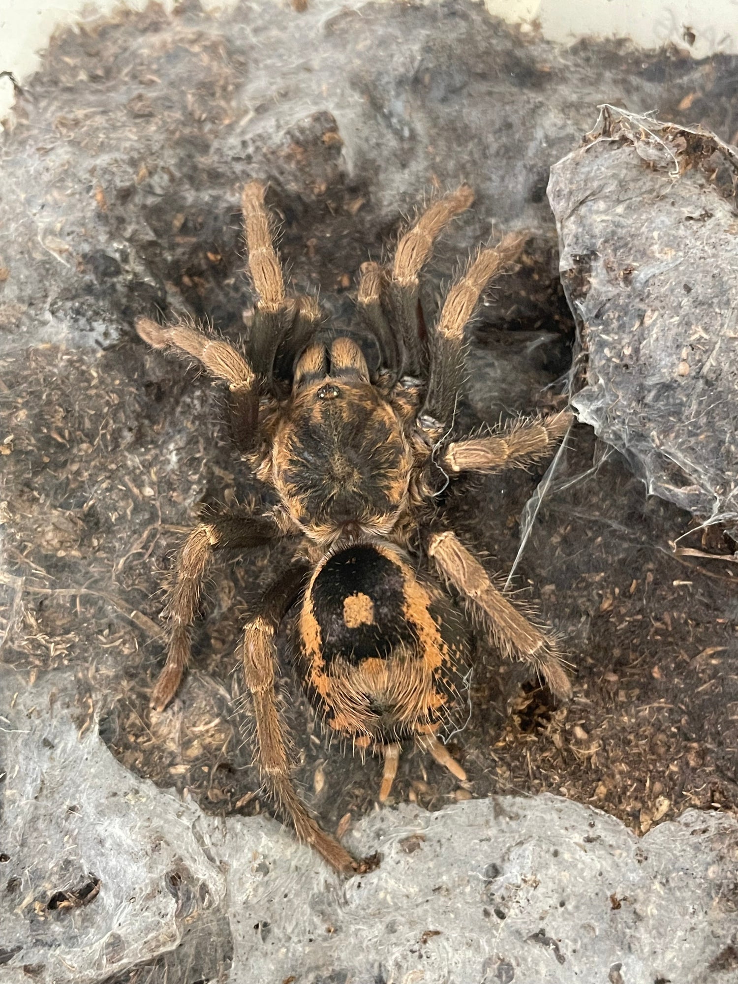 Females