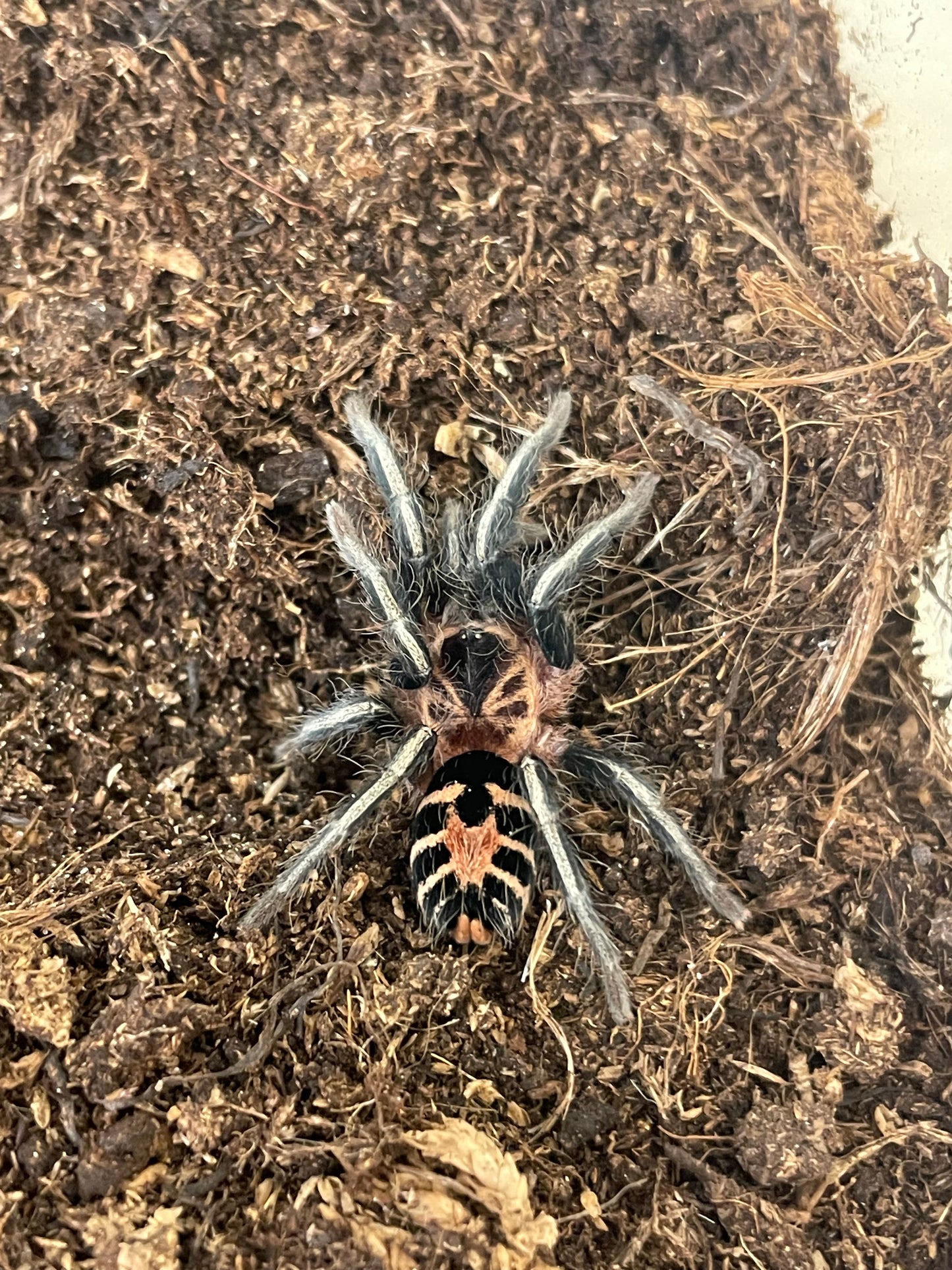 Cyriocosmus leetzi 4-5 cm (Colombian Dwarf Tiger) Female