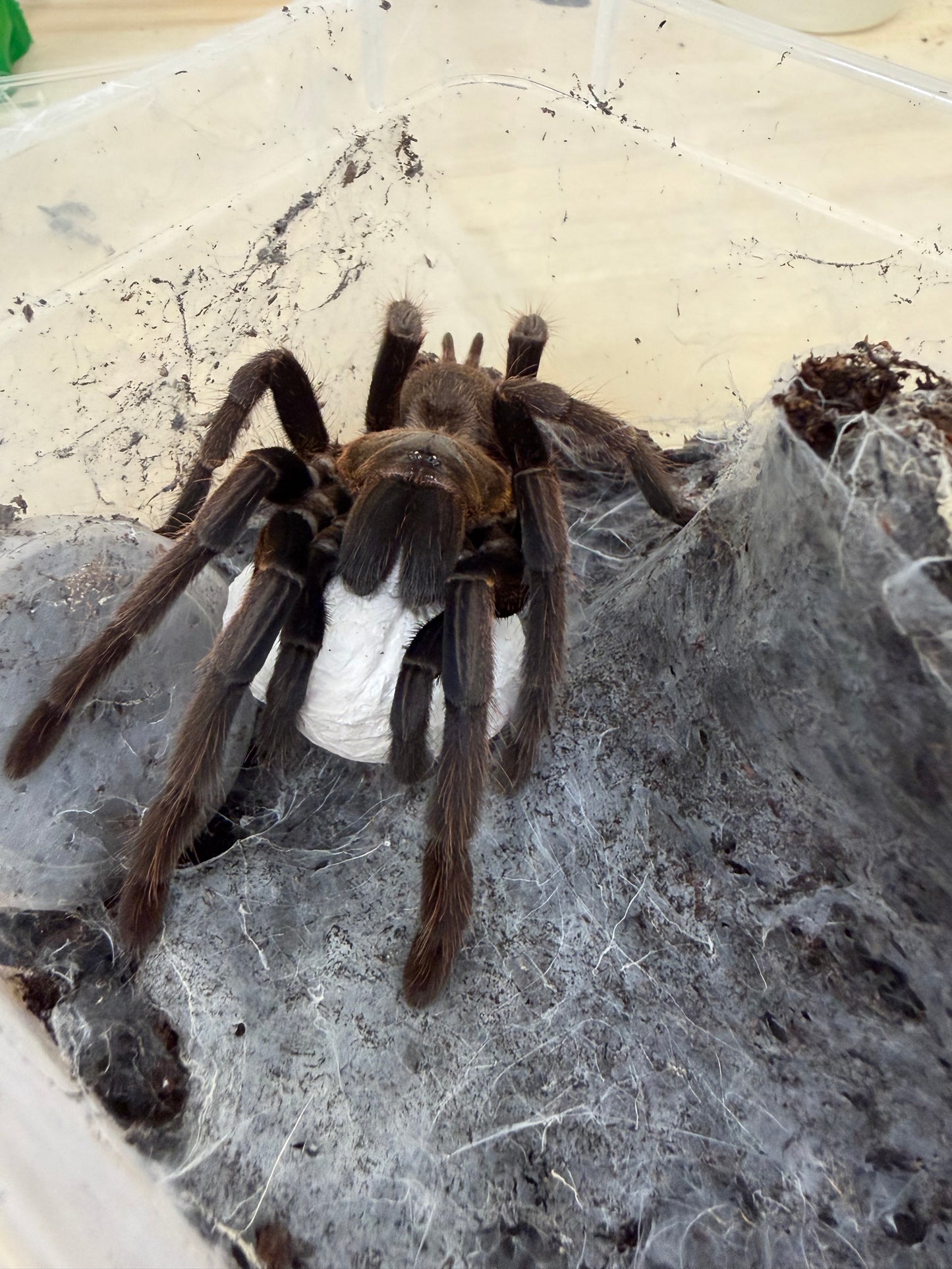 Chilobrachys dyscolus 1-2 cm (Vietnam Blue)