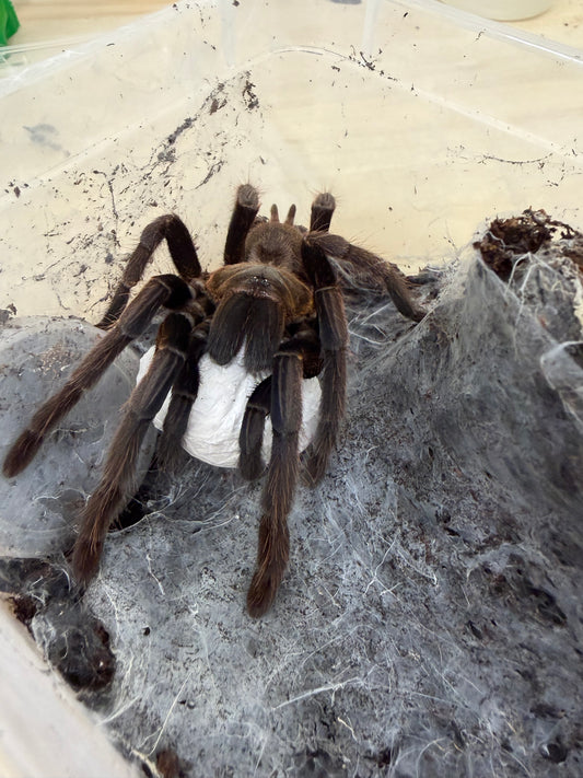 Chilobrachys dyscolus 1-2 cm (Vietnam Blue)
