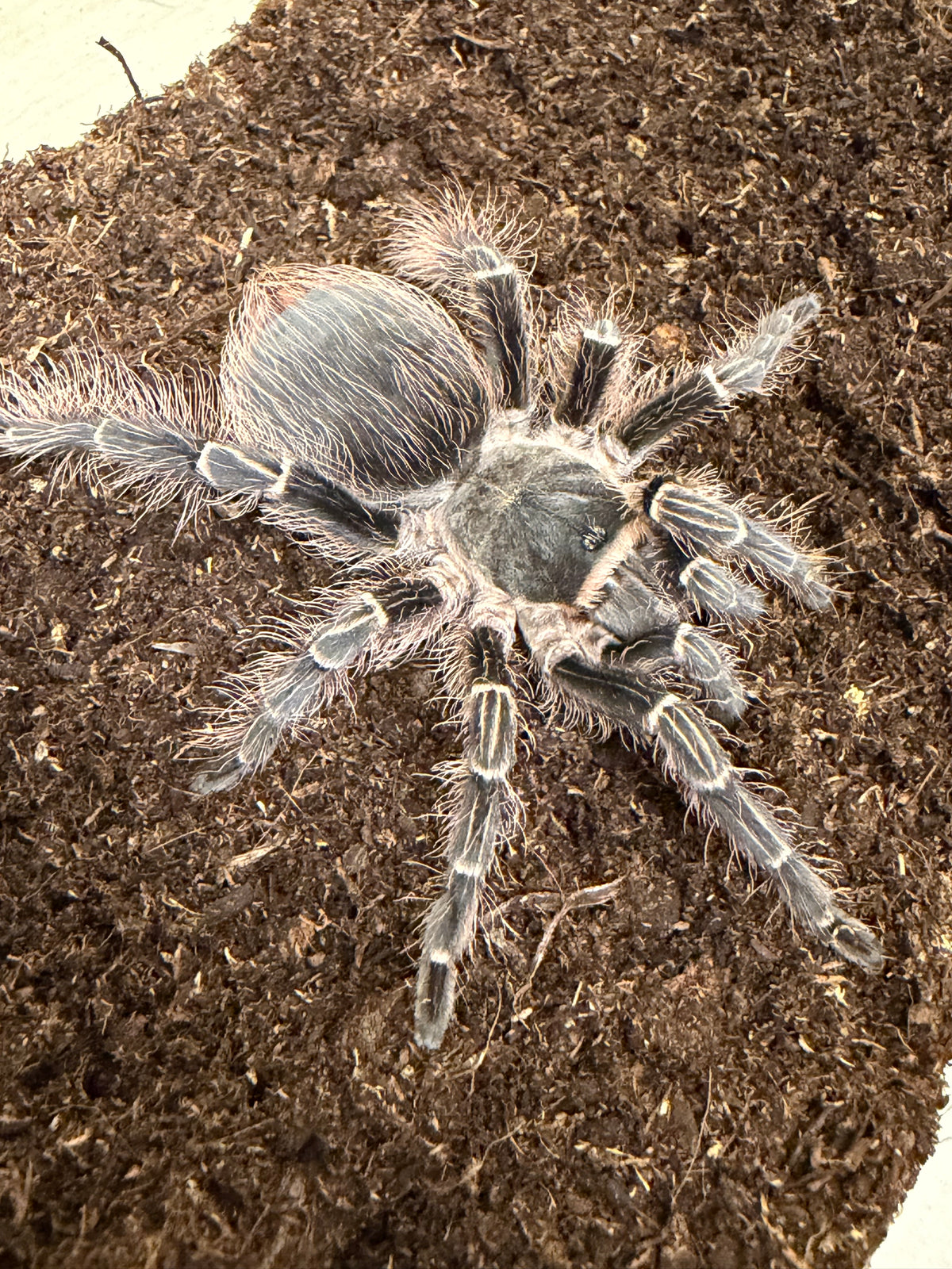Eupalaestrus campestratus 7-8 cm (Pink Zebra Beauty) Female