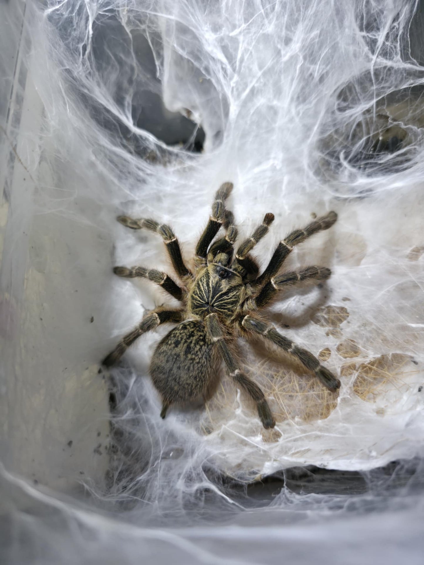 Pterinochilus murinus (DCF) Mikumi 8-10 cm (Mikumi Starburst) Female
