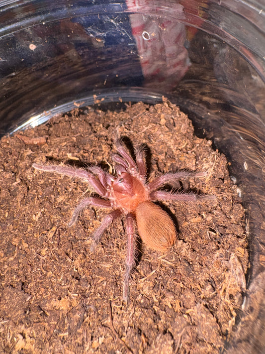 Citharacanthus cyaneus (Cuban Blue) 6-7 cm Female