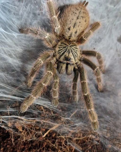 Pterinochilus murinus (TCF) Kenya 4-5 cm