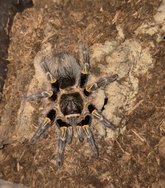 Grammostola pulchripes 5-7 cm (Chaco Golden Knee)