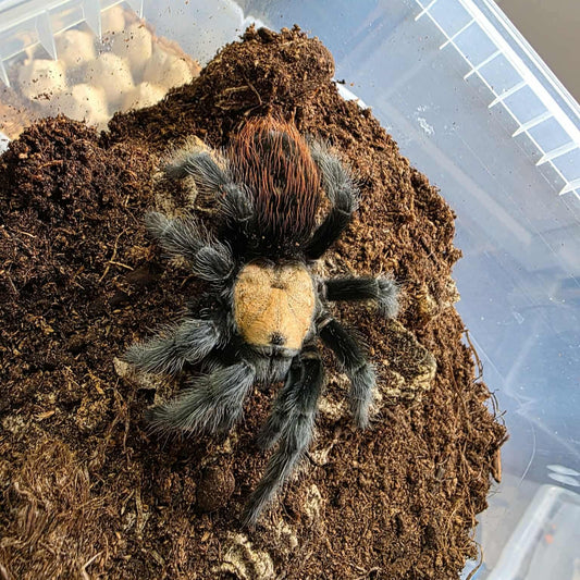 Brachypelma albicepes 1-2 cm (Golden Red Rump)