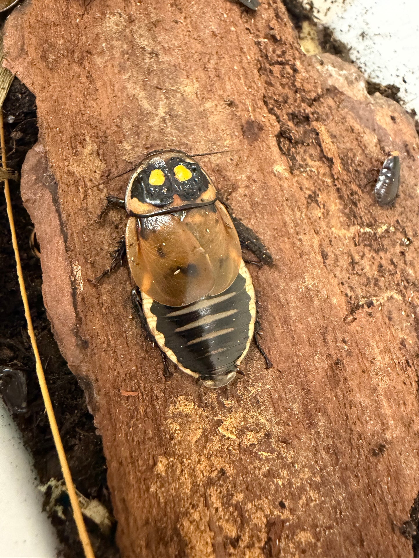 Headlight Roach (Lucihormetica Verrucosa)