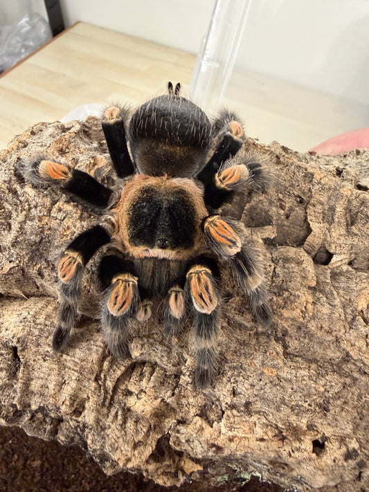 Brachypelma hamorii Adult Female (Mexican Fire Knee)