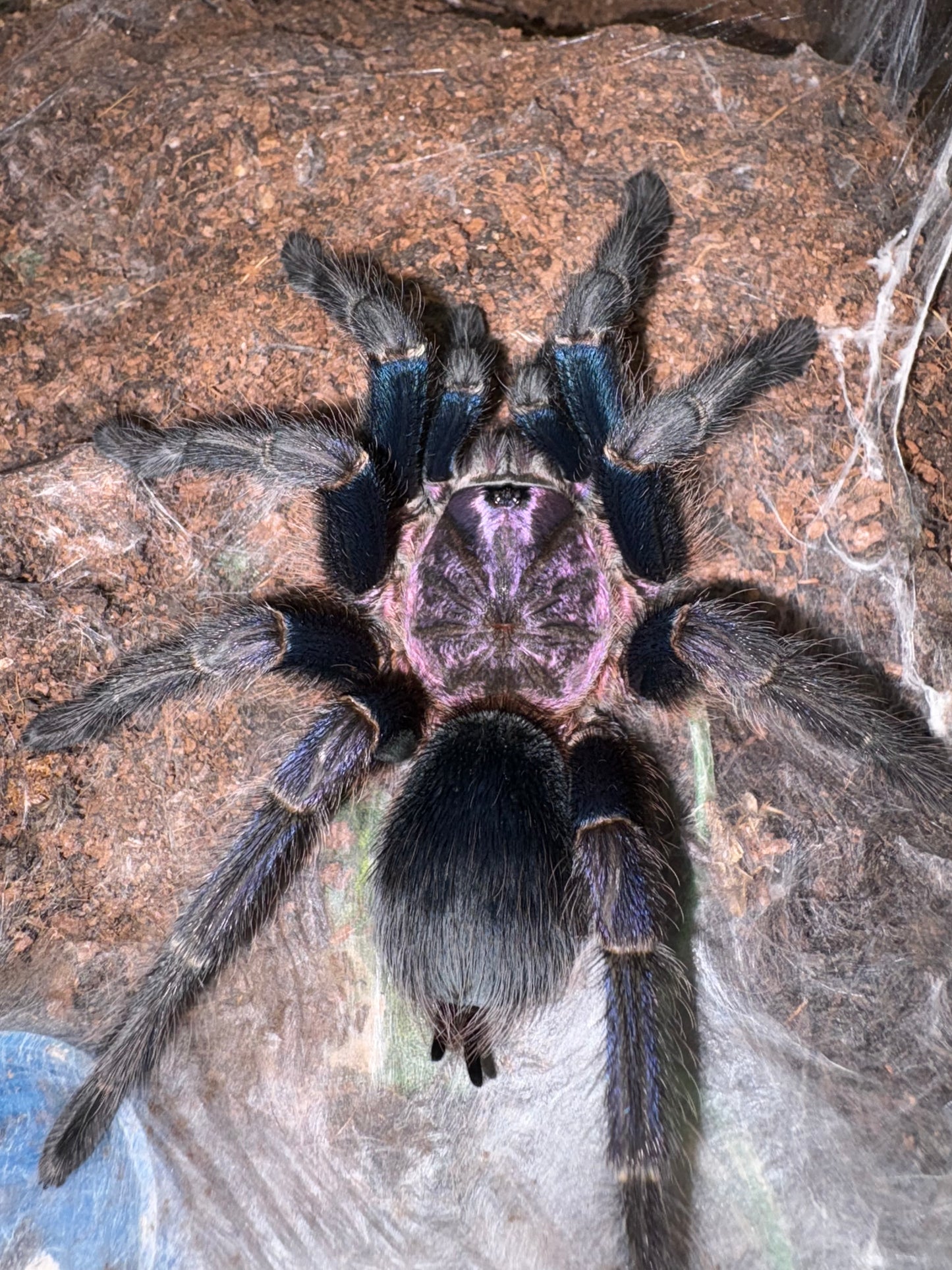 Phormictopus sp. “Dominican purple” 7-8 cm (Dominican Republic Purple) Sexed Pair