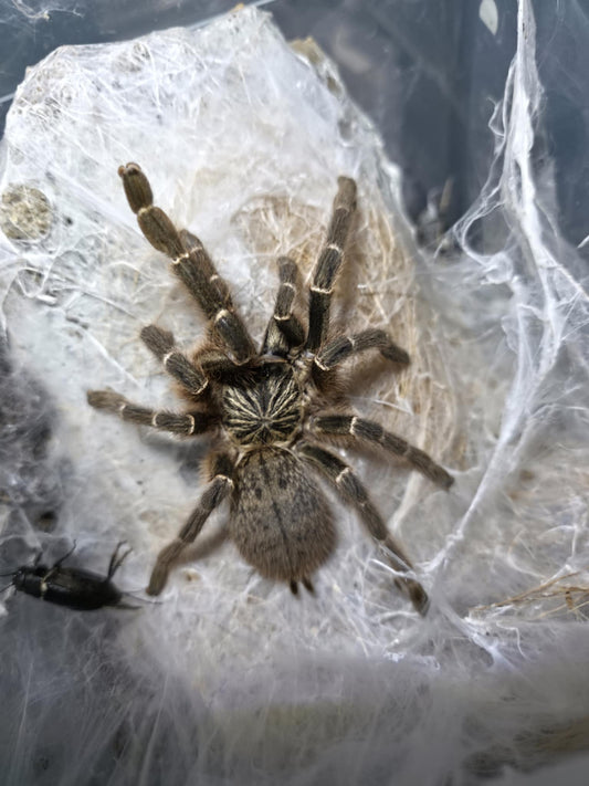 Pterinochilus murinus (DCF) 1-2cm Kigoma