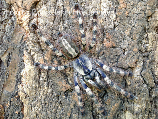 Poecilotheria formosa 2-3 cm (Salem ornamental)