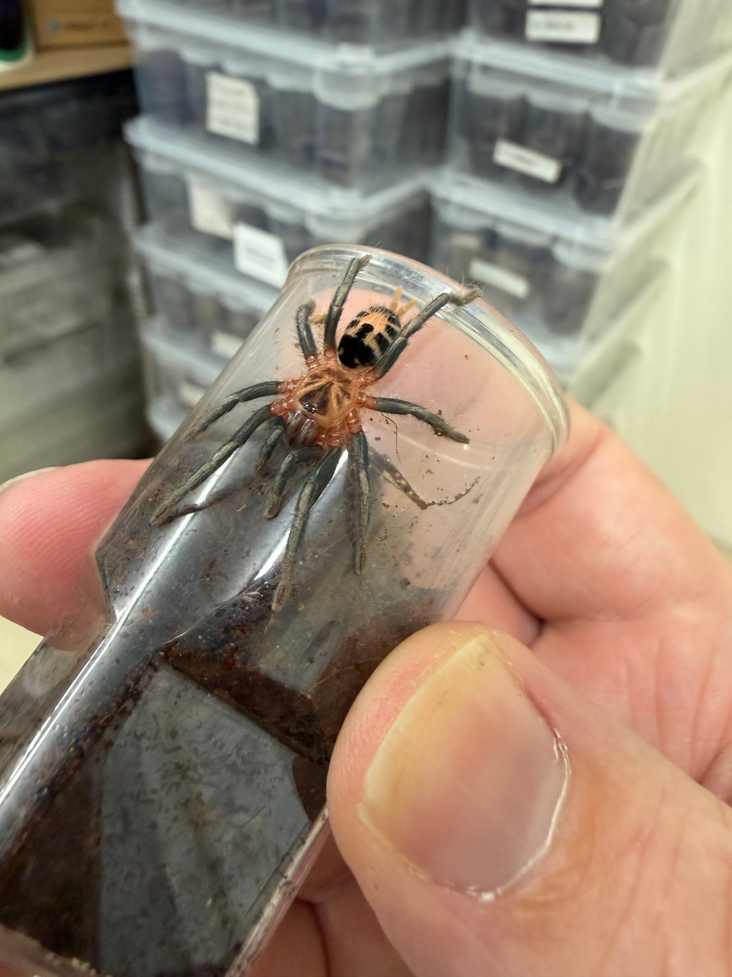 Cyriocosmus leetzi 4-5 cm (Colombian Dwarf Tiger) Female