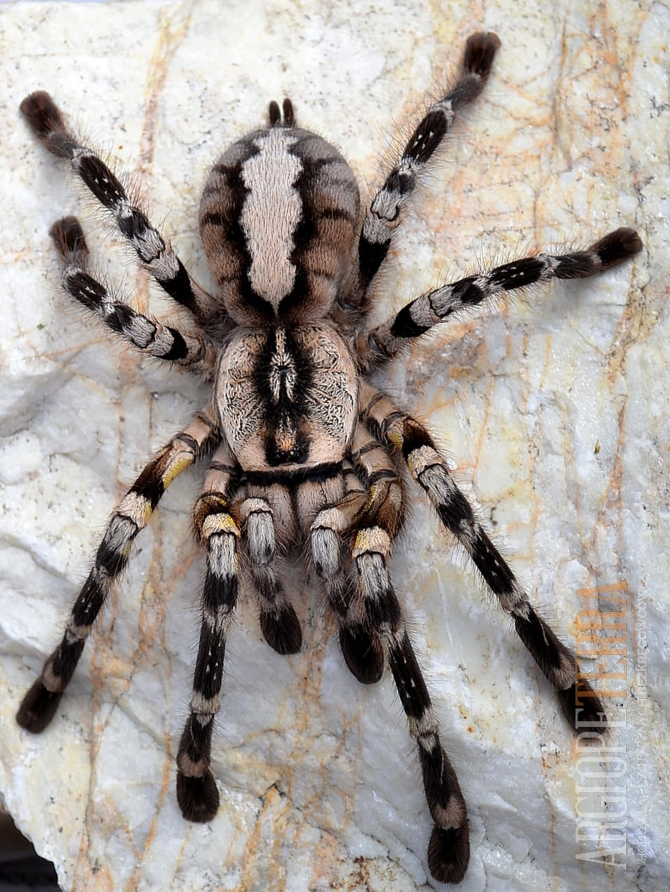 Poecilotheria regalis 2-3 cm (Indian ornamental)