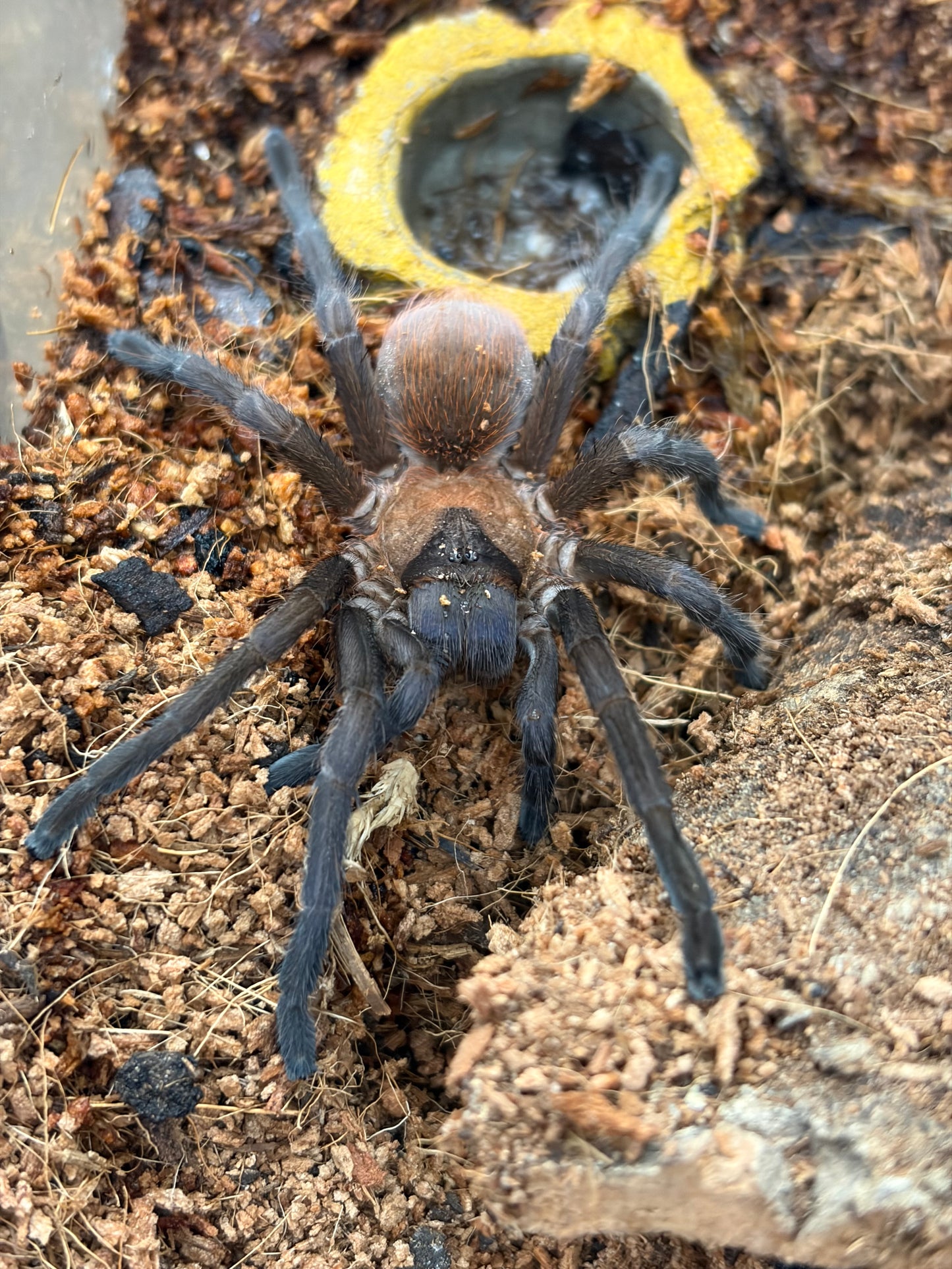 Citharacanthus cyaneus 6-7 cm (Cuban Blue) Male