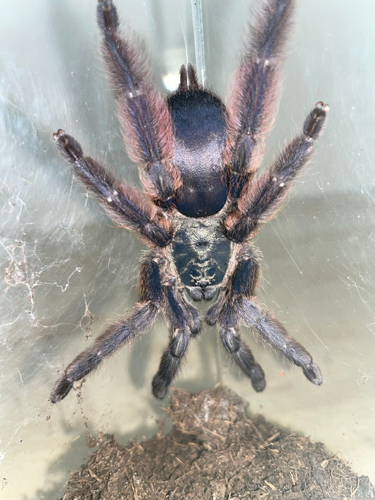 Tapinauchenius plumipes 1-2 cm (Purple tree spider)