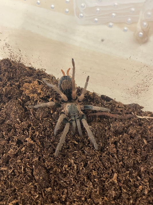 Cardiopelma sp. “Oaxaca” (Dwarf Bicolour) Adult Female